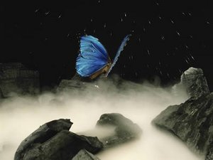 Een vlinder fladdert over de mist.