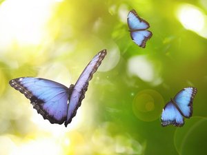 Prachtige blauwe vlinders fladderen in het licht op Pasen