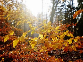 Herfstbos met warme kleuren, maar ook een beetje naargeestig