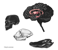 Een schilderij van het limbische systeem, met daarnaast een schim van een apenschedel.