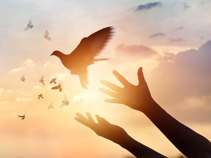 Twee handen bevrijden een vogel die in vrijheid wegvliegt. Tegen een achtergrond van oranje lucht.