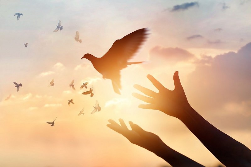 Twee handen bevrijden een vogel die in vrijheid wegvliegt. Tegen een achtergrond van oranje lucht.