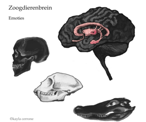 Een schilderij van de hersenen, met lichtgekleurd het limbische systeem waar trauma het meest voelbaar is, met daarnaast een schim van een apenschedel.