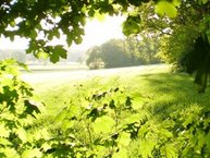 Een heerlijke lentezon verlicht lenteblaadjes, daarachter een zonovergoten landschap met gras en bos