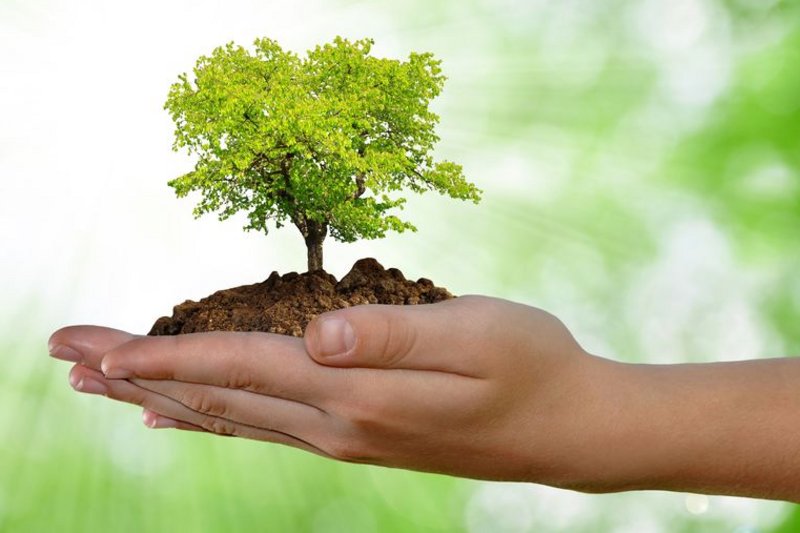 kleine boom groeit in een handpalm