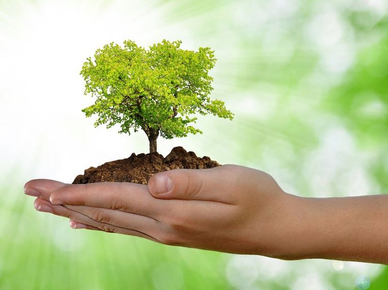 kleine boom groeit in een handpalm