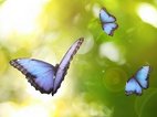 Prachtige blauwe vlinders fladderen in de lucht. Gebruik geestkracht om uit je cocon te stappen.