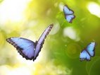 Prachtige blauwe vlinders fladderen in het licht op Pasen