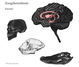 een schilderij van de hersenen, het emotionele deel van de hersenen, met daarnaast een mensenschedel en een zoogdierenschedel.