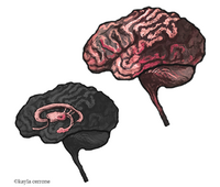 Twee plaatjes van hersenen: Het rationele brein en het emotionele brein