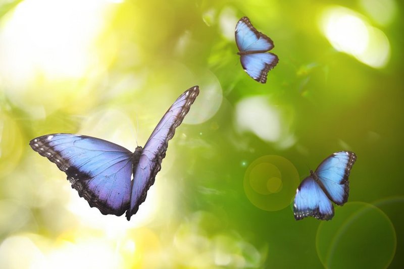 Prachtige blauwe vlinders fladderen in het licht op Pasen