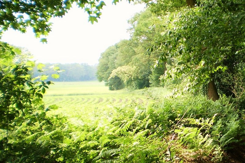 Een landschap om van te genieten: Vanuit een bos kijk je tussen de bomen door naar een graanveld dat in het zonlicht baadt