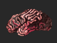 Een schilderij van de hersenen