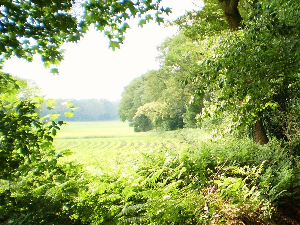Een landschap om van te genieten: Vanuit een bos kijk je tussen de bomen door naar een graanveld dat in het zonlicht baadt