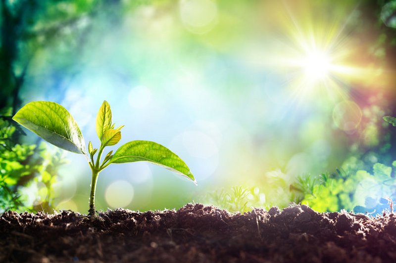 Een heel klein plantje groeit vol zelfvertrouwen in prachtige kleuren zonnestralen