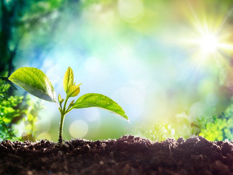 Een heel klein plantje groeit vol zelfvertrouwen in prachtige kleuren zonnestralen