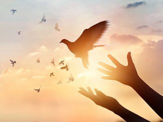 Twee handen bevrijden een vogel die in vrijheid wegvliegt. Tegen een achtergrond van oranje lucht.