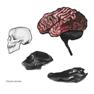 Een schilderij van de hersenen, de neocortex. Met daarnaast een schim van een mensenschedel.