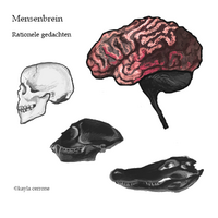 Een schilderij van de hersenen, de neocortex, met daarnaast de schedels van mens, dier en reptiel