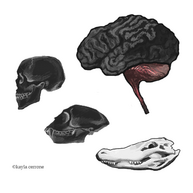Een schilderij van de hersenstam en de kleine hersenen, met daarnaast een schim van een reptielenschedel 