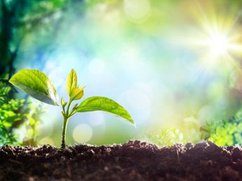 Een heel klein plantje groeit vol zelfvertrouwen in prachtige kleuren zonnestralen