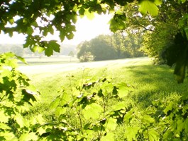 genieten van een heerlijke lentezon verlicht lenteblaadjes, daarachter een zonovergoten landschap met gras en bos